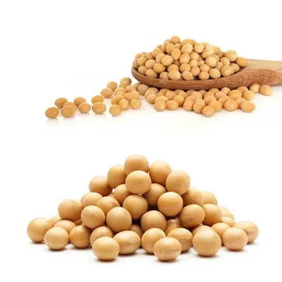 Soybean GMO/ Non GMO
