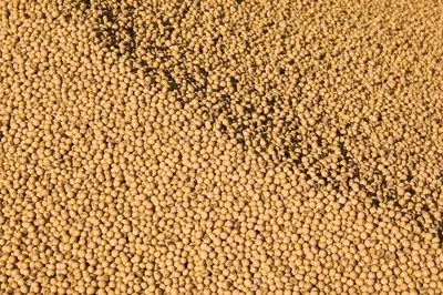 Texturized Pea Proteins Concentrate (TPP55)