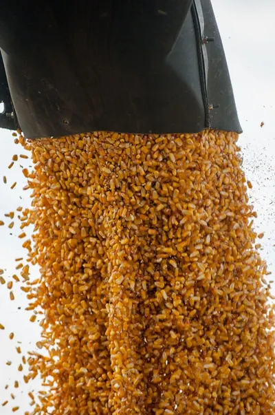 Distiller's Grains Dryer