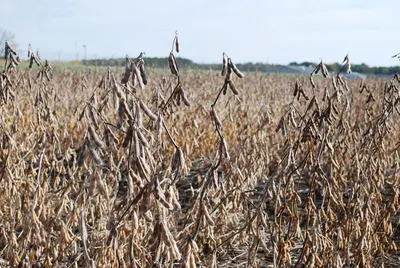 Soybean Seeds by Aar Ess Exim Pvt. Ltd.