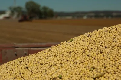 Soybeans Non GMO