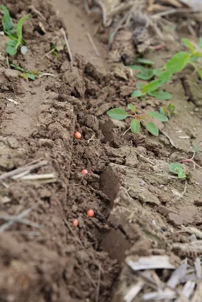 Red Mud Settling Flocculants