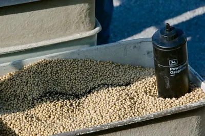 Soyabean Seed