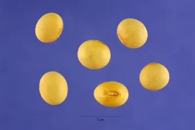 Borosil Hanging Ball