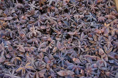Star anise autumn crop