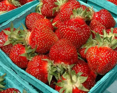 IQF Strawberries Whole Uncalibrated Size