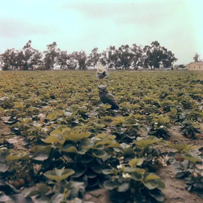 Cotton Drill
