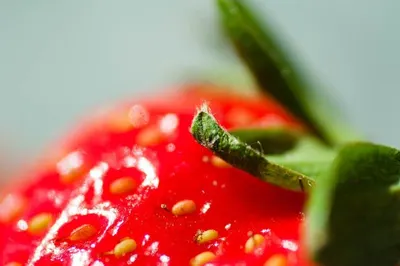 Lycopene