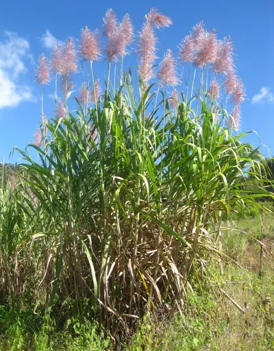 Sugar Cane ICUMSA 45 origin Brazil
