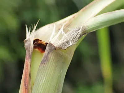 Cordyceps Militaris