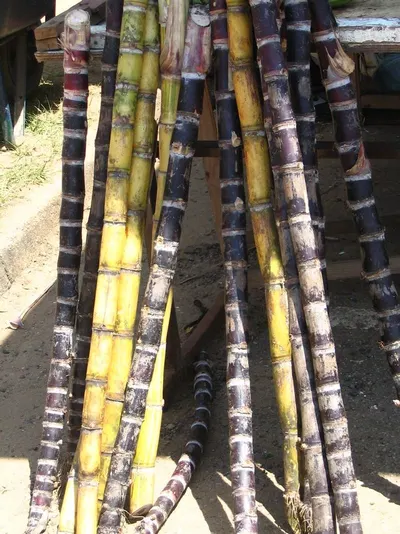 Raw Bamboo