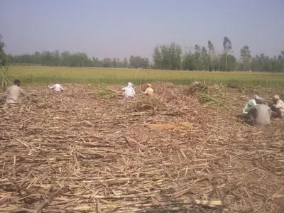 Agricultured Ldpe by Cevdosan