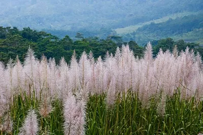 Wild honey Tambora mountain