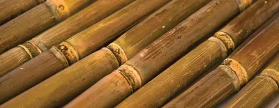 Bamboo Sticks