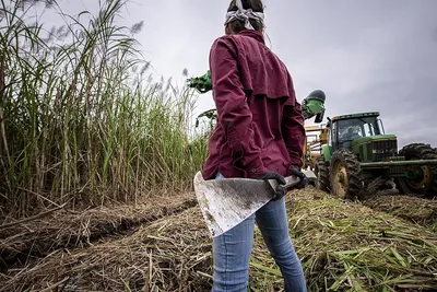 Hand Walking Behind Tractor