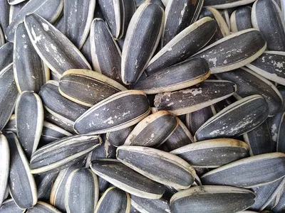 sunflower seeds 5009