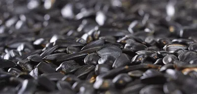 Black Pebbles For Aquarium Decoration