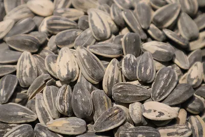 Sunflower Seed Salted Snack