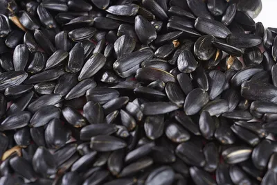 Black sunflower seeds