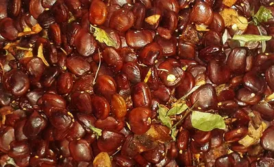 Date Syrup (1kg) (organic)