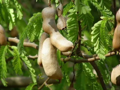Tamarind Fruit In Pod by Amani Kenya Investments