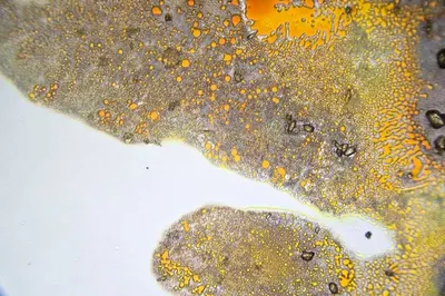 Turmeric Finger and Powder