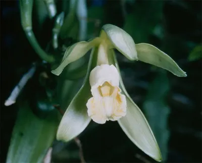 Orchid (Salep)