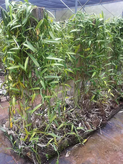 Tomato Plant Support Bamboo
