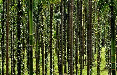 Rainforest art prints