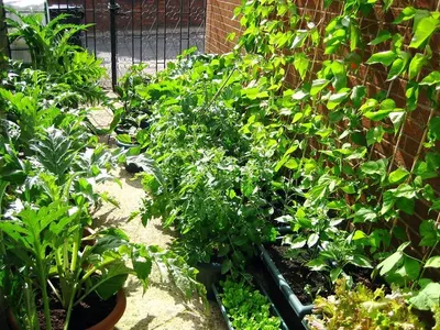 Vegetables,  Minerals And Many Otger
