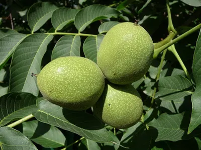 Beech Forest Honeydew 250g