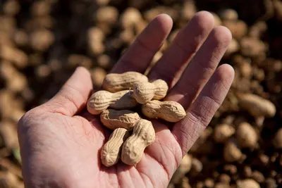 Bio Certified Walnuts by Natural Hazelnut Srl