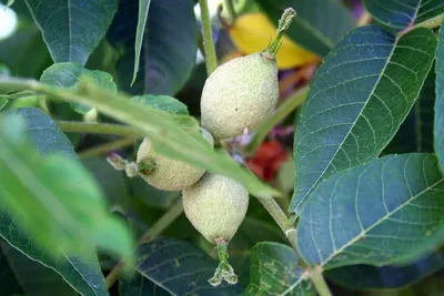 Walnuts In Shell Uesd For Cleaning Engine Valves by Zhengzhou Haixu Abrasives Co., Ltd