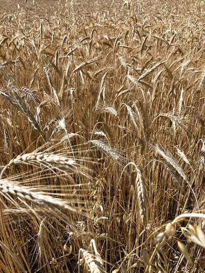 Wheat