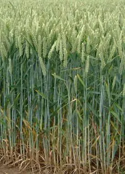 Wheat No. 1 Non Gmo -and Soybean - Corn