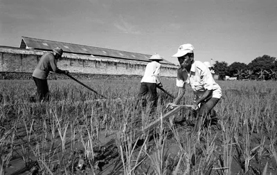 ICUMSA 45, Brazil Sugar ICUMSA 45, SucarICUMSA45