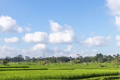 Raw White Rice ( 5% Broken) by Ruto Research And Development Pvt Ltd