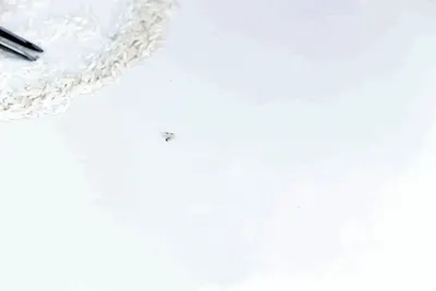 Mosquito
