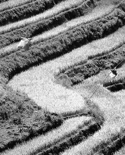 White Rice IR64 by Koperasi Sekunder Raksa Jagat Buana