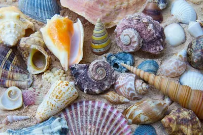 Life Seashell
