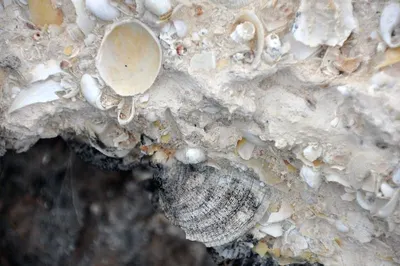 Seashell Fusinus Undatus by 99 Gold Data Processing Trading Company Limited