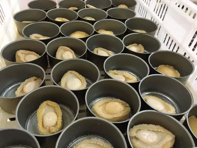 Canned Mushroom