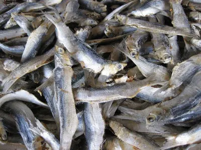 Anchovy Calcium Raw Materials