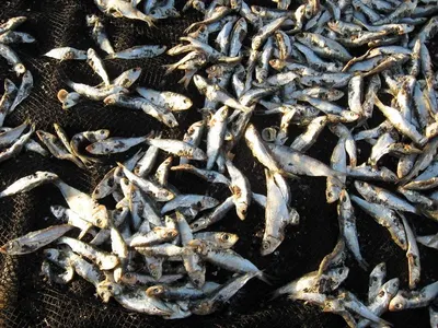 Dried Filefish