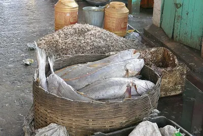 Dried Fish Maws Made In Viet Nam by Blue Lotus Exim Co., Ltd.