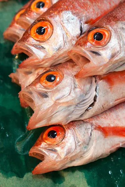 Salmon Heads