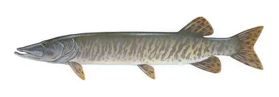 BIPB
