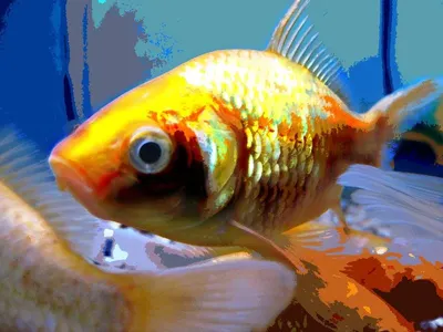Fish