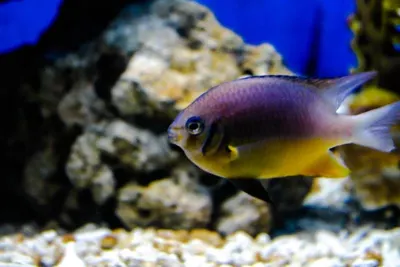 Argyrosomus Regius Fish