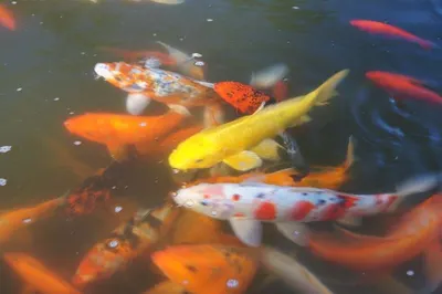 Captive bred marine fish